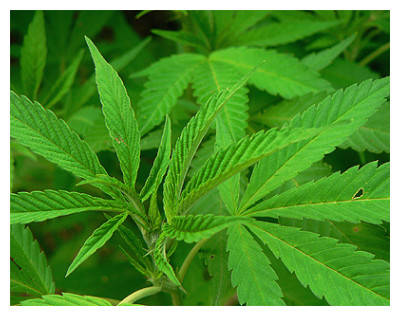 La Marihuana